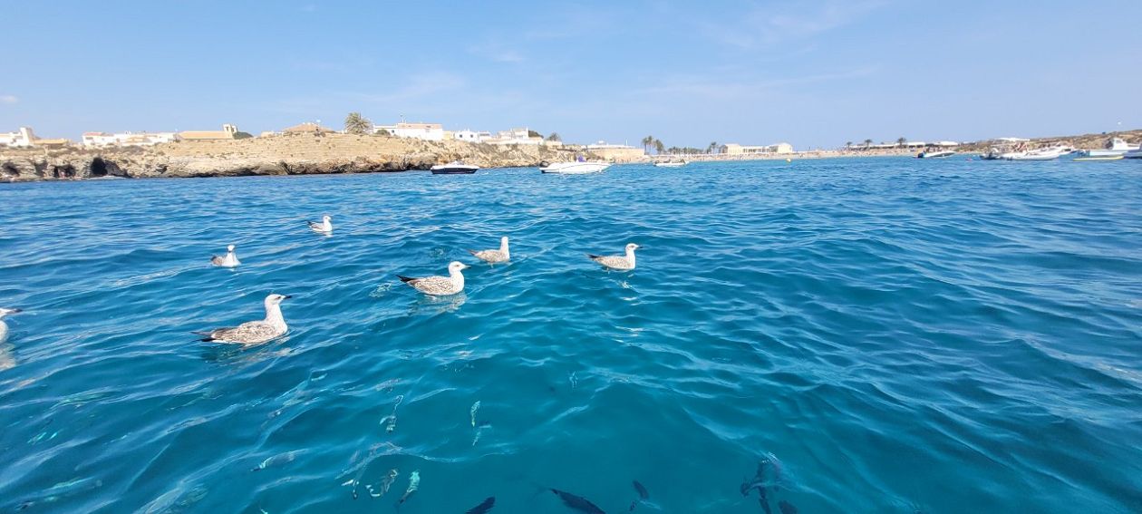 Insel Tabarca