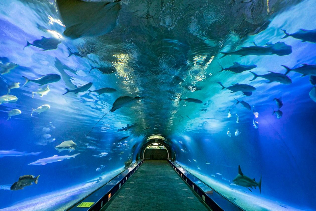 Ozeaneum-Aquarium - Valencia