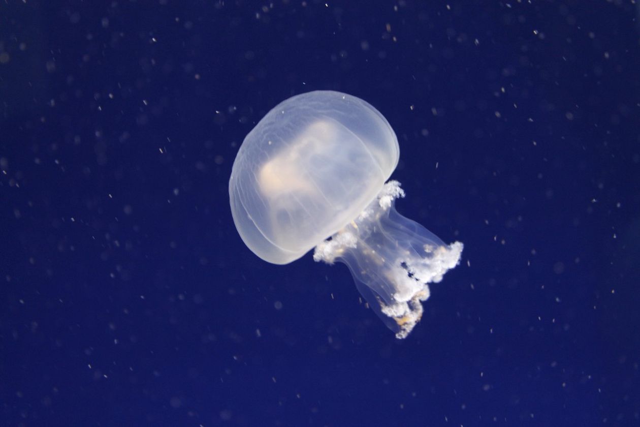 Ozeaneum-Aquarium - Valencia