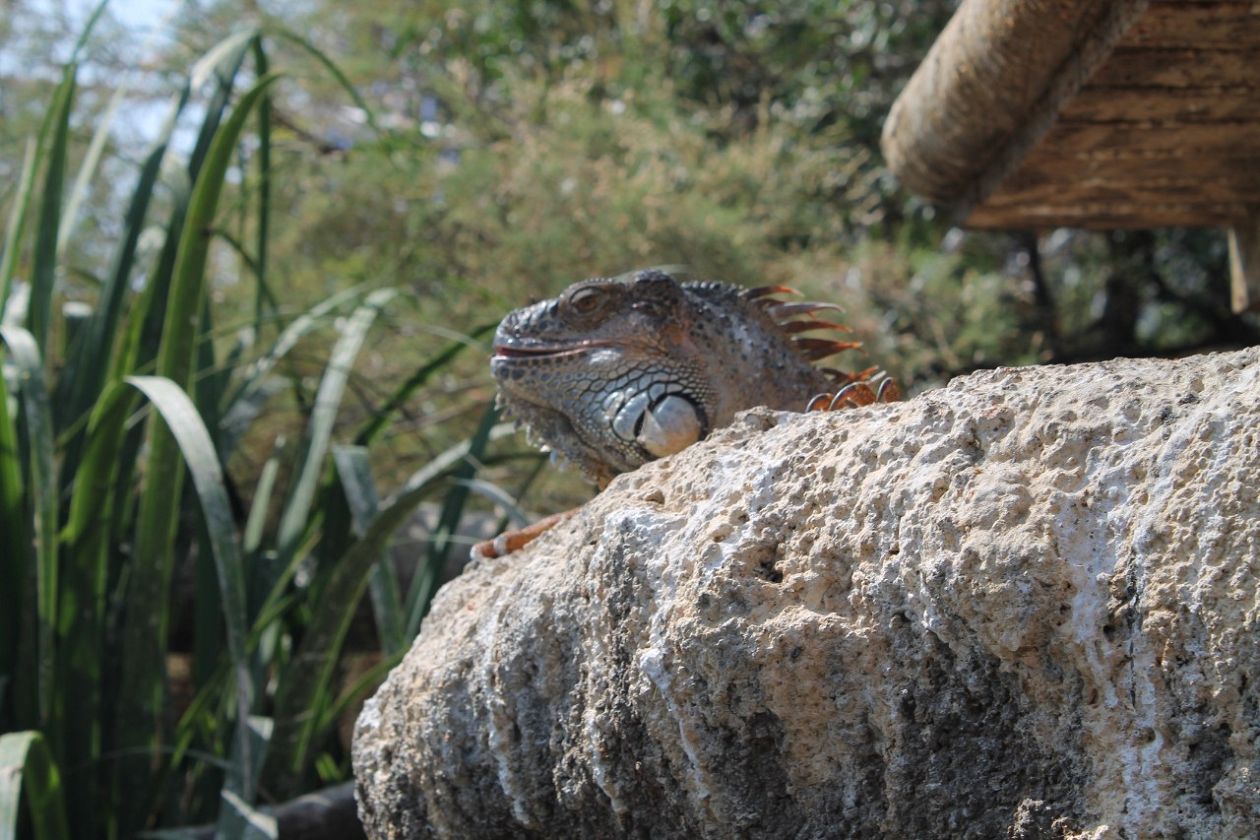Ozeaneum-Aquarium - Valencia