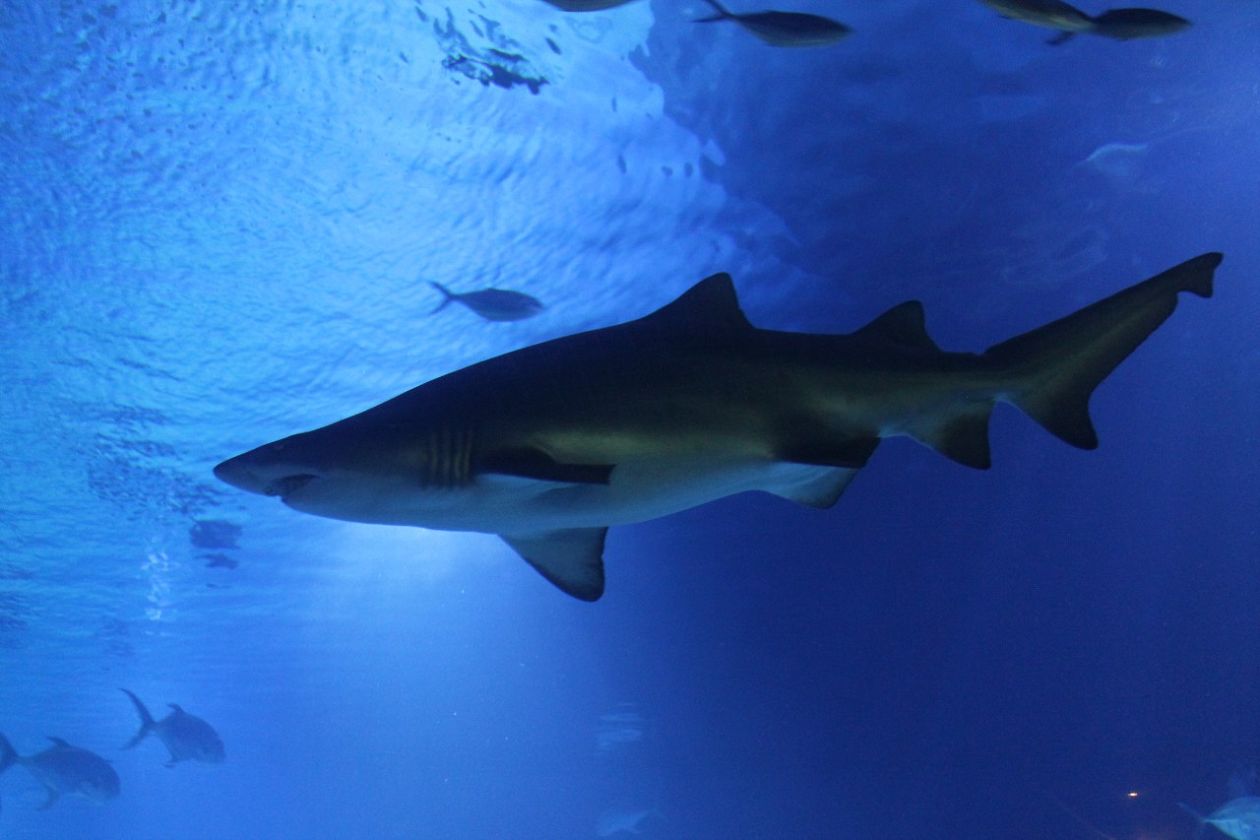 Ozeaneum-Aquarium - Valencia