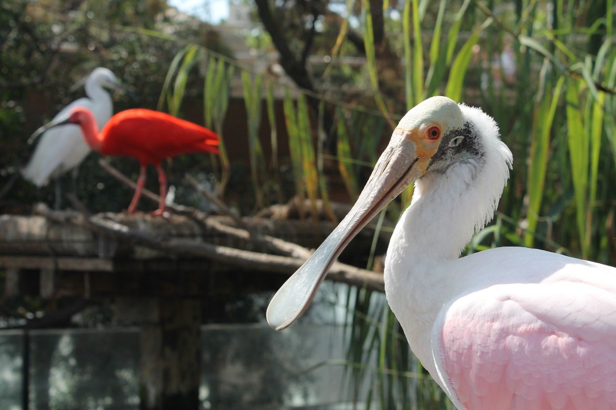 Ozeaneum-Aquarium - Valencia