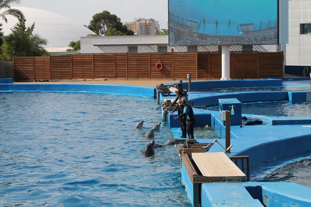 Ozeaneum-Aquarium - Valencia