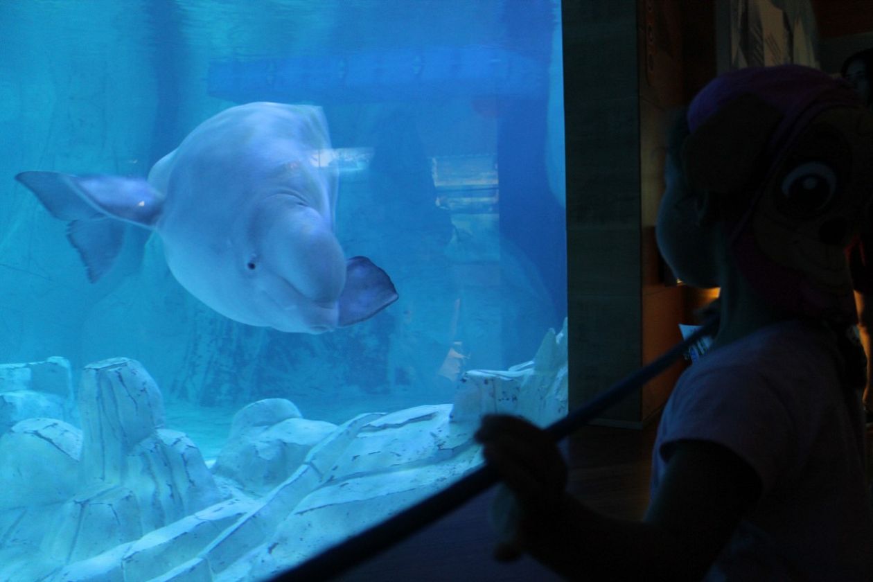 Ozeaneum-Aquarium - Valencia