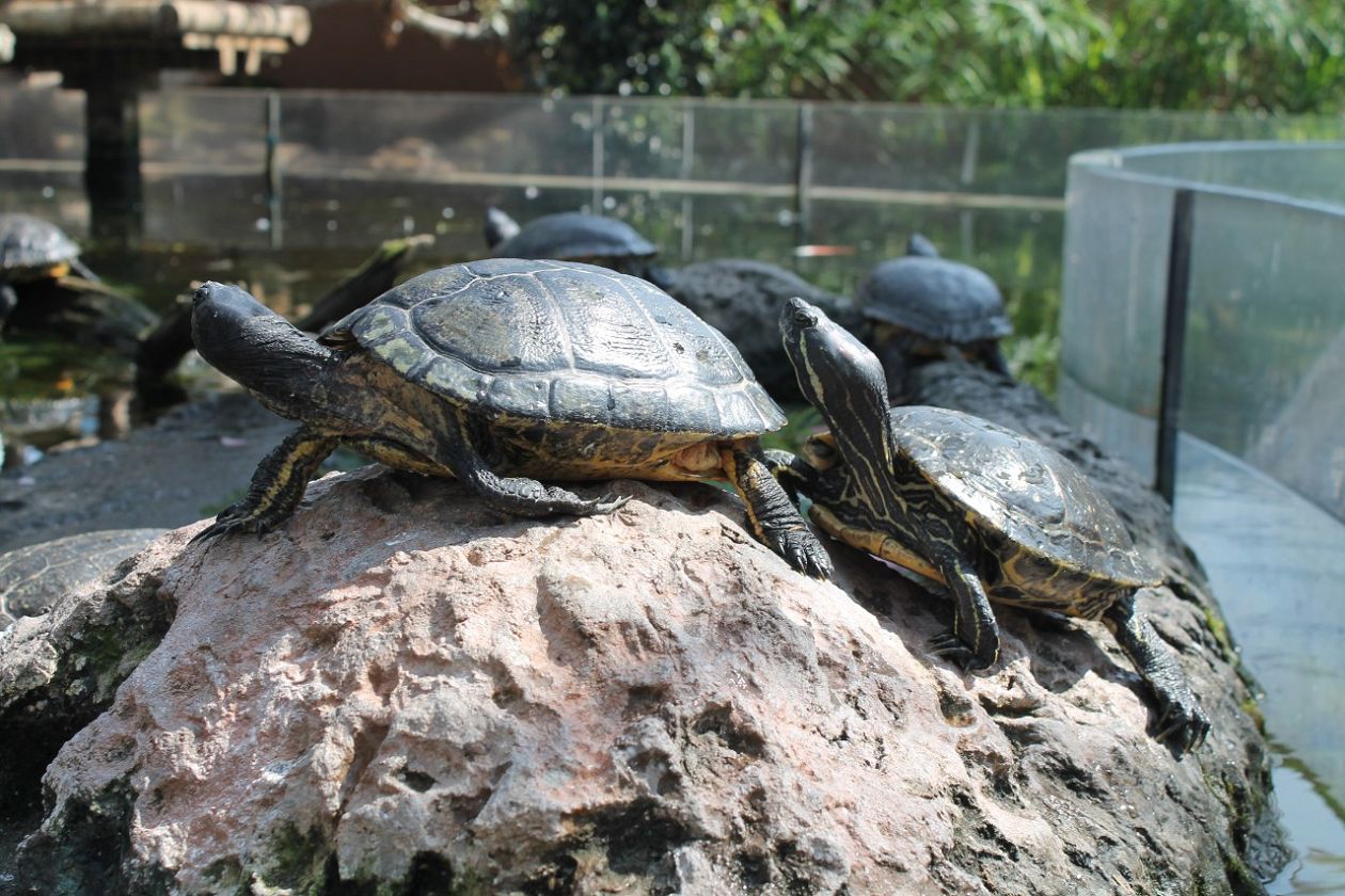 Ozeaneum-Aquarium - Valencia