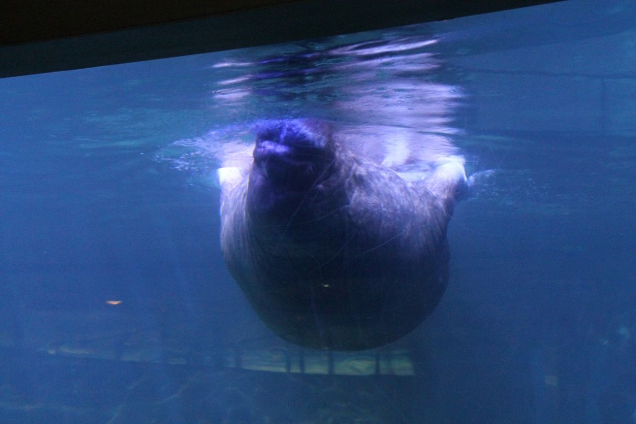 Ozeaneum-Aquarium - Valencia