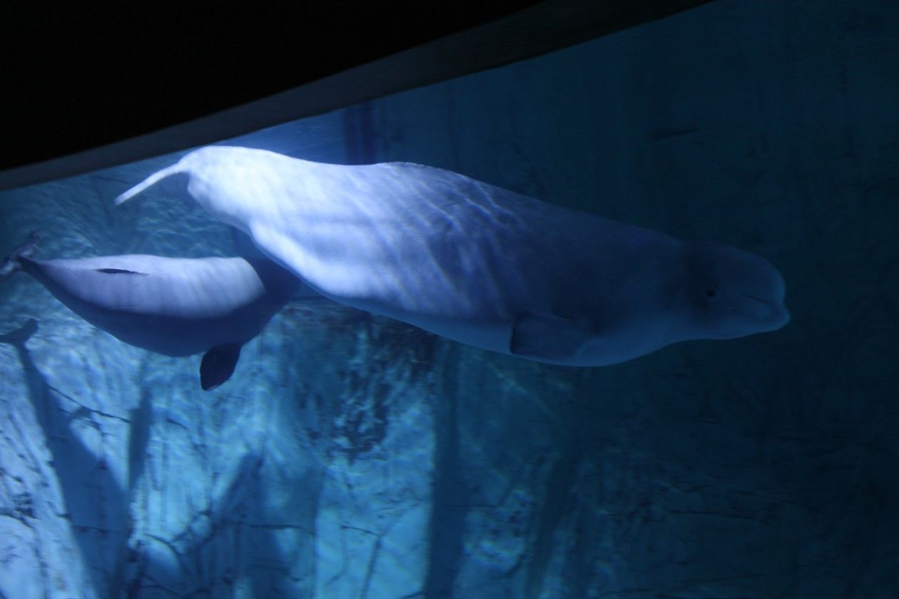 Ozeaneum-Aquarium - Valencia