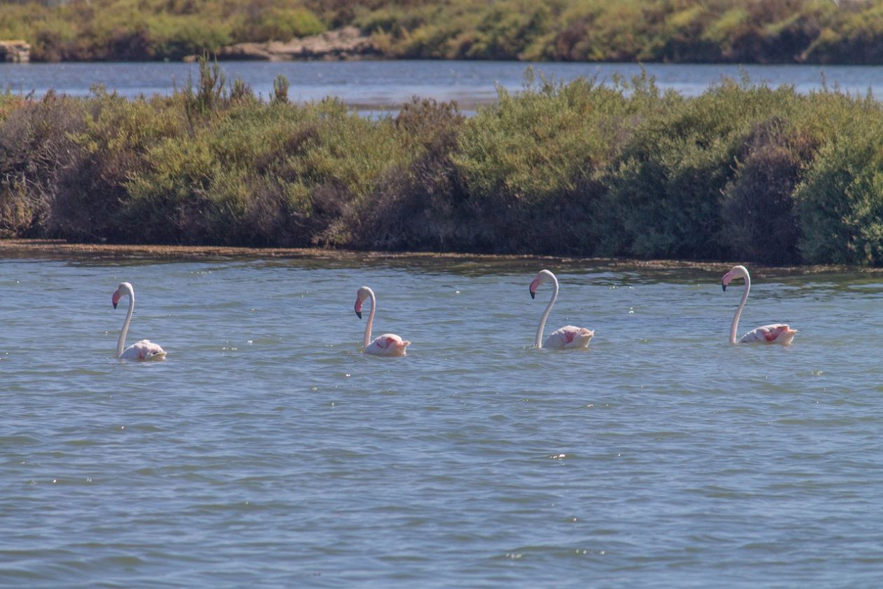 Salt Lakes (Santa Pola)
