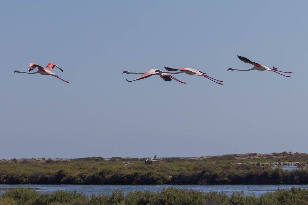 Salt Lakes (Santa Pola)