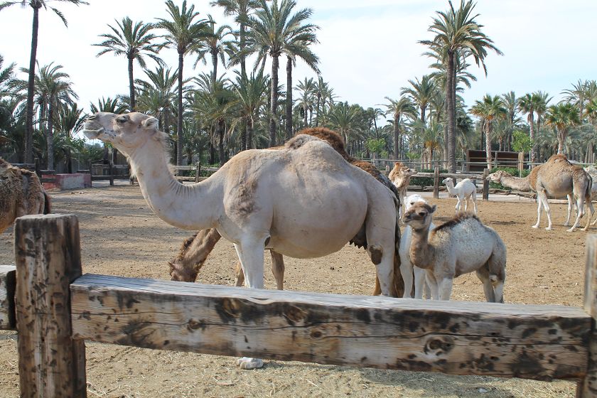 Rio Safari & Wasserpark